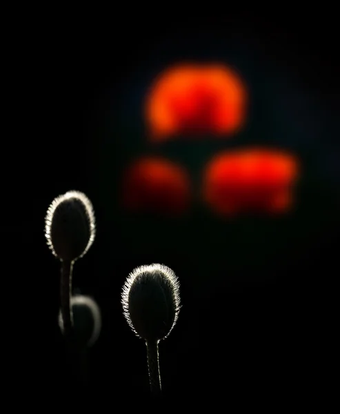 バックライト ケシの芽 — ストック写真