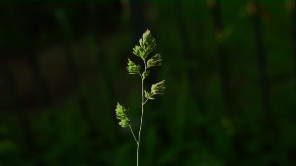 Pianta su sfondo nero — Video Stock