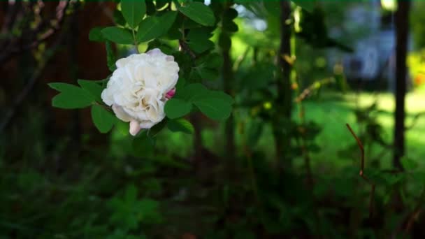 Biały kwiat — Wideo stockowe