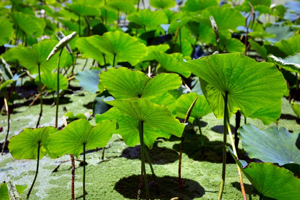 Bladeren van lotus planten — Stockfoto