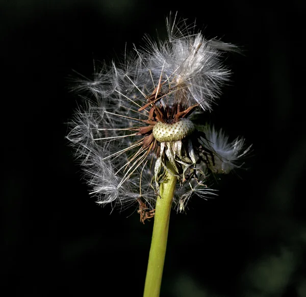 Fluffy dandelion — Stock Photo, Image