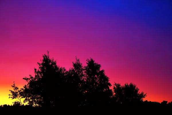 Bäume bei buntem Sonnenaufgang — Stockfoto