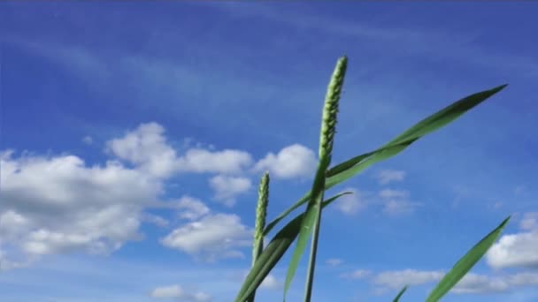 Пшеница движется на ветру — стоковое видео
