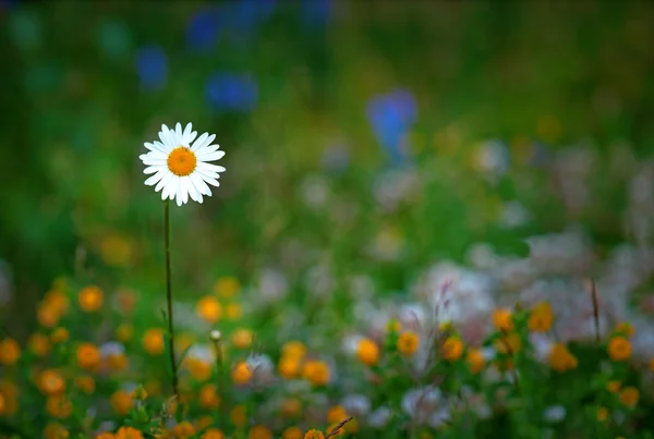 Gänseblümchen auf dem Feld — Stockfoto