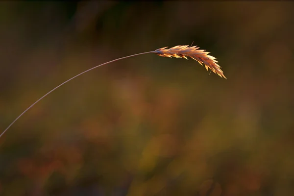 Grass on dark background — Stock Photo, Image