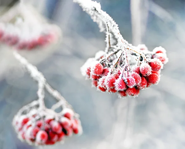 Donmuş üvez meyveleri — Stok fotoğraf