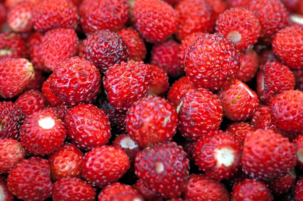 Fresh wild strawberries — Stock Photo, Image