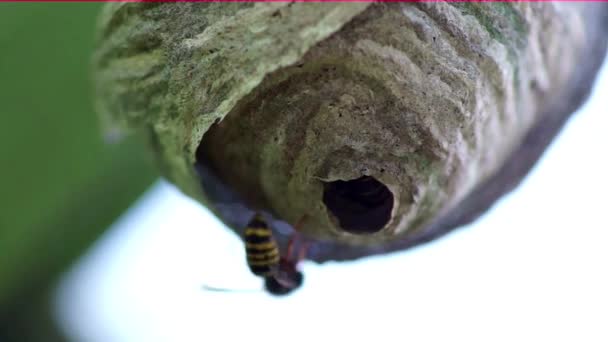 WASP гніздо — стокове відео