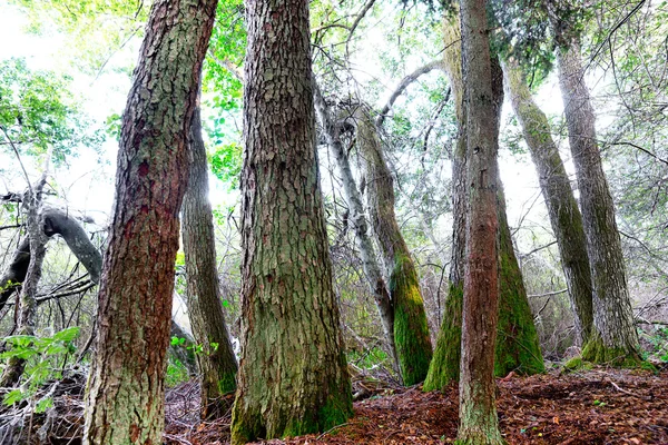 Floresta com árvores antigas poderosas — Fotografia de Stock