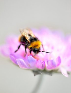 Mor çiçek Bumble bee
