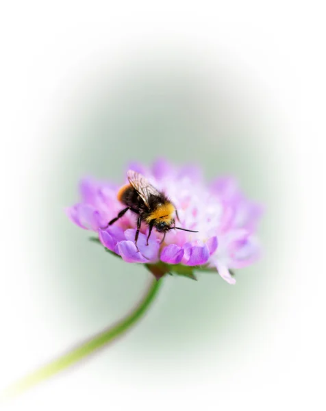 Bumble bee on purple flower — Stock Photo, Image