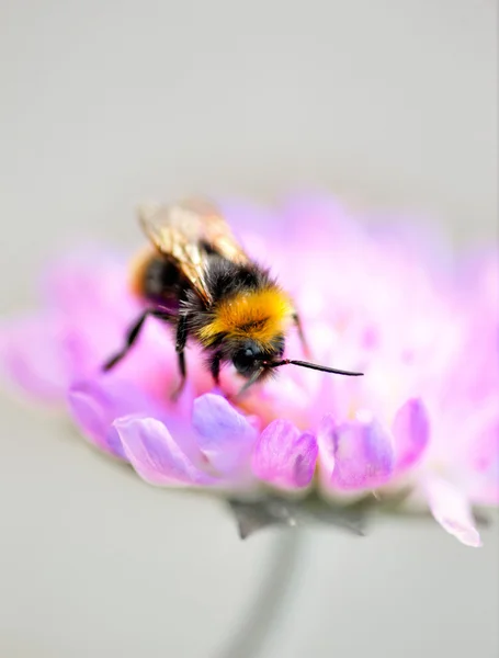 Bumble bee on purple flower — Stock Photo, Image