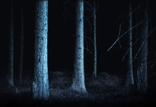 Жуткий лес — стоковое фото