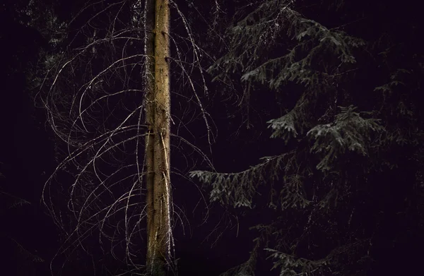 Spooky forest — Stock Photo, Image