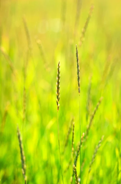 Grass on green summer field — Stock Photo, Image