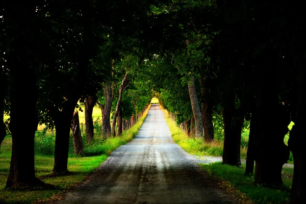 Avenue avec chemin de terre — Photo