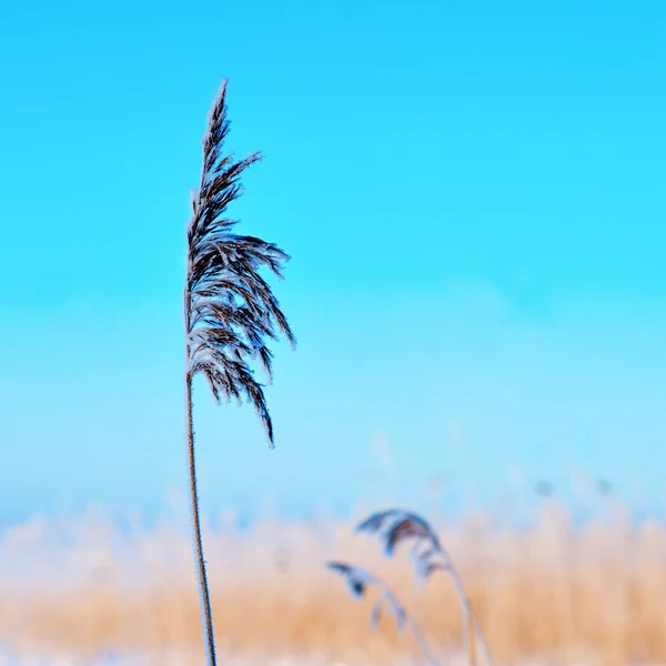 Frozen reed — Stock Photo, Image