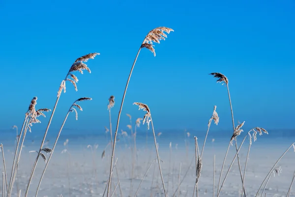 Bevroren riet — Stockfoto