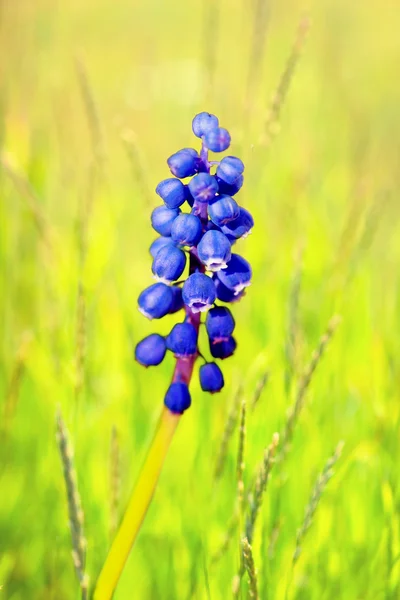 Common grape hyacinth — Stock Photo, Image