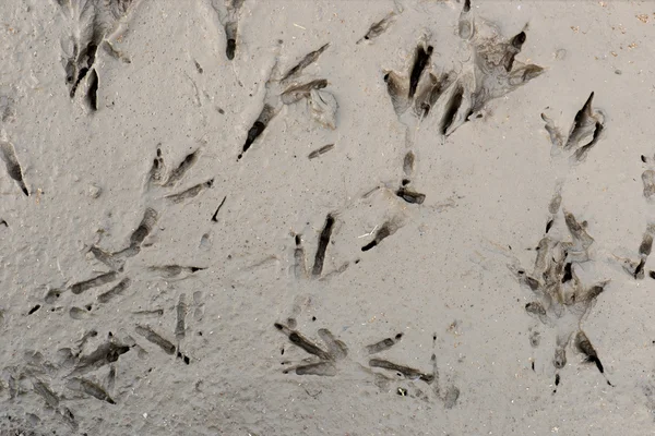 Bird tracks in mud — Stock Photo, Image