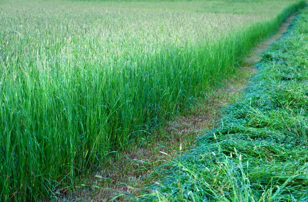 Campo verde — Foto de Stock