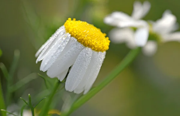 Gänseblümchen mit Morgentau — Stockfoto