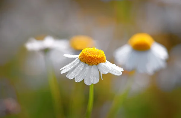 Margherita bagnata — Foto Stock