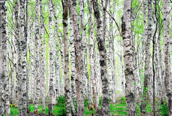 Background of birch trees — Stock Photo, Image