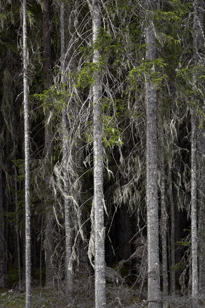 Spooky trees — Stock Photo, Image