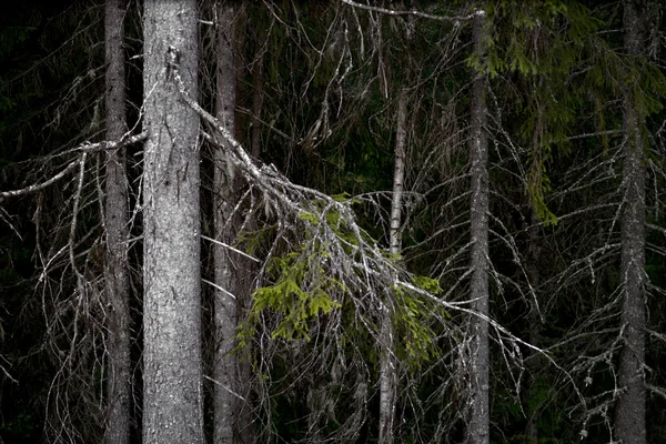 Жуткие деревья — стоковое фото