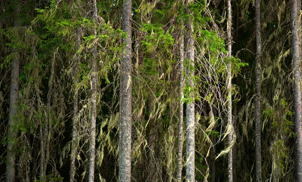 Skandinávské smrkové stromy — Stock fotografie