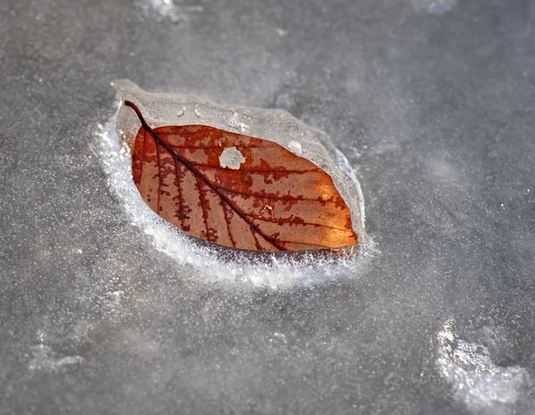 Beuken blad in ijs — Stockfoto
