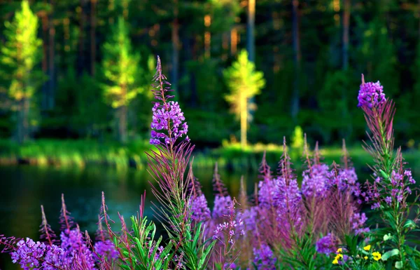 Lake with fireweed flowers — Stock Photo, Image
