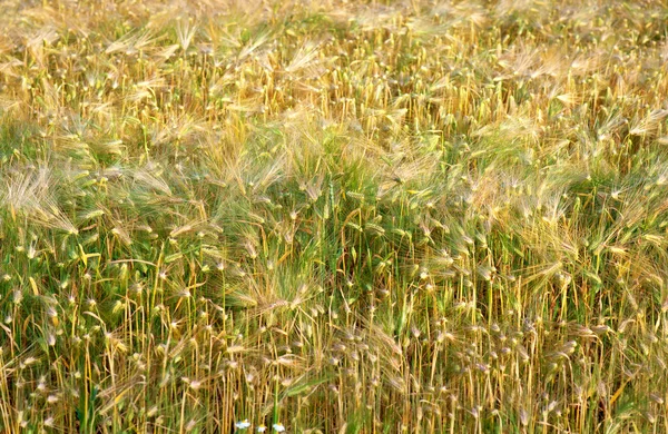 Tarweveld — Stockfoto