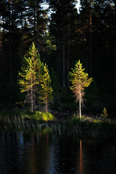 Tallar i kvällsljus — Stockfoto