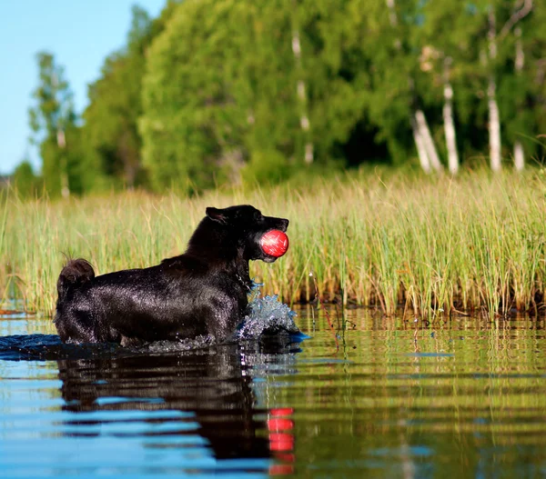 Dog playing with red ball in water — Stock Photo, Image