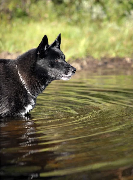 Perro negro en el agua —  Fotos de Stock
