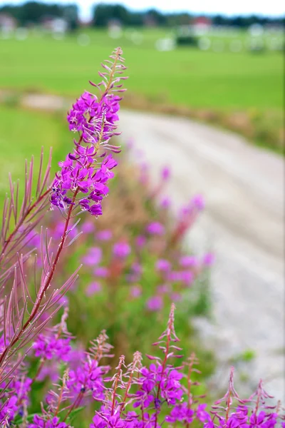 Fireweed in scandinavian summer landscape — Stock Photo, Image
