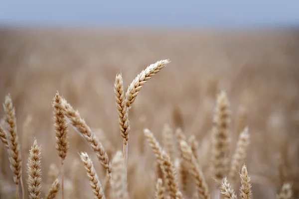 Campo con grano dorato — Foto Stock