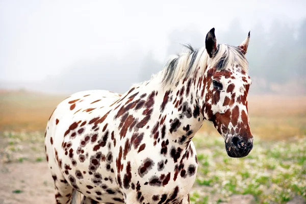 Пятнистая лошадь — стоковое фото