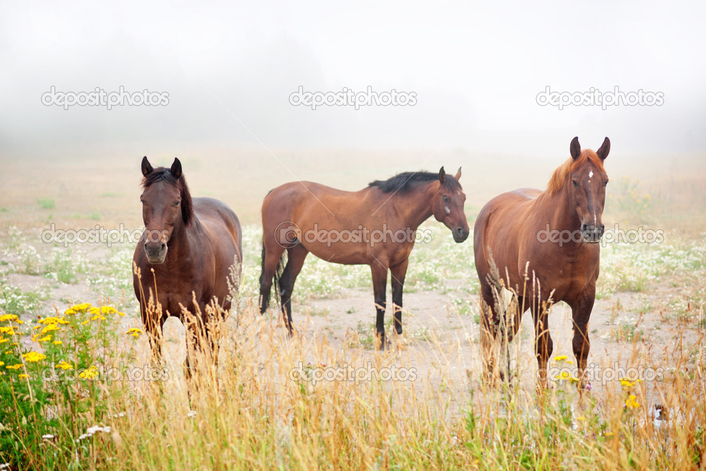 three brown horses