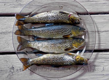 Alabalık plaka üzerinde