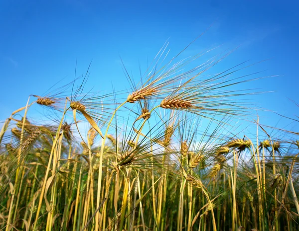 Fechar de trigo — Fotografia de Stock