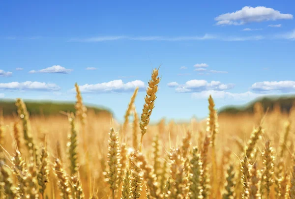 Trigo no campo — Fotografia de Stock