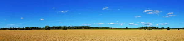 Weizenfeld-Panorama — Stockfoto