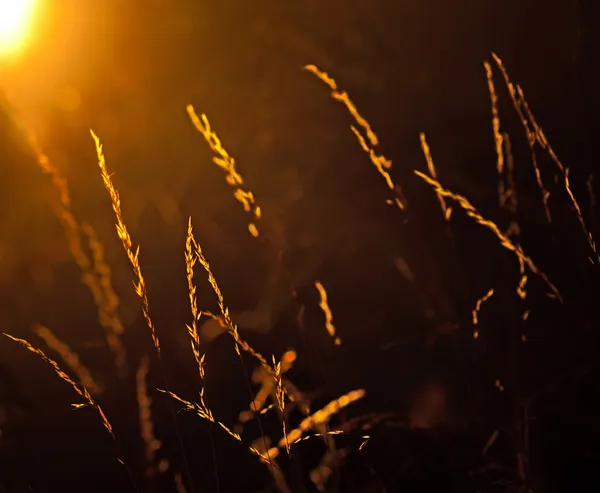 Back lit grass — Stock Photo, Image