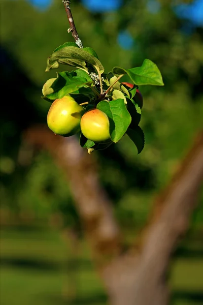 Dos manzanas en el árbol — Foto de Stock