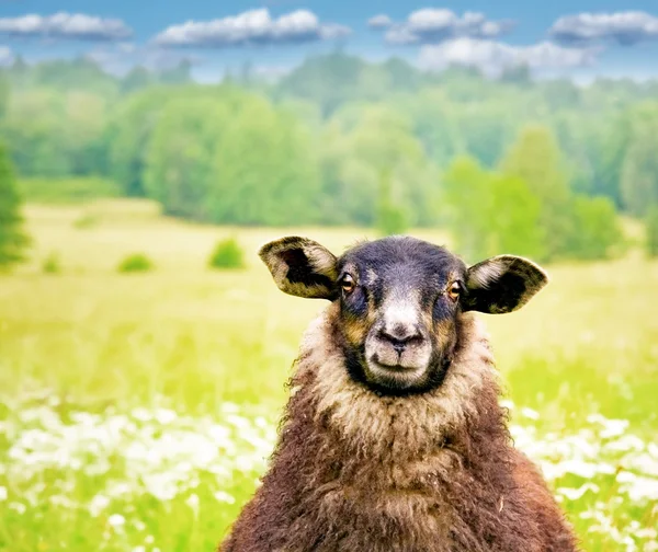 Black sheep — Stock Photo, Image