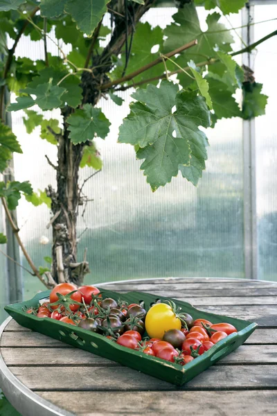 Tomates na bandeja — Fotografia de Stock