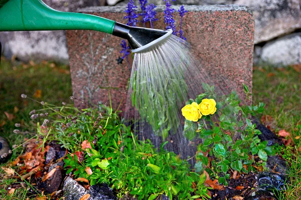 Watering flowers on grave — Stock Photo, Image